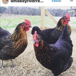 Meet your Posher, Karen